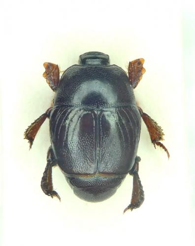 Réf. 248 717 : Exaesiopus grossipes
